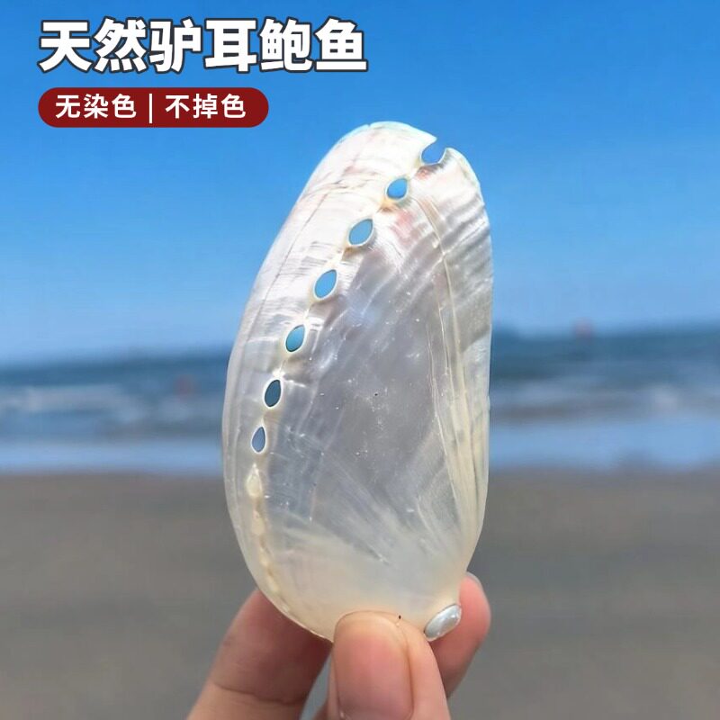天然驴耳鲍壳海螺贝壳珊瑚鲍鱼壳装饰品海洋幻彩工艺品收藏品标本