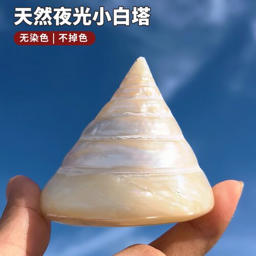 天然夜光荧光海螺鱼缸造景摆件