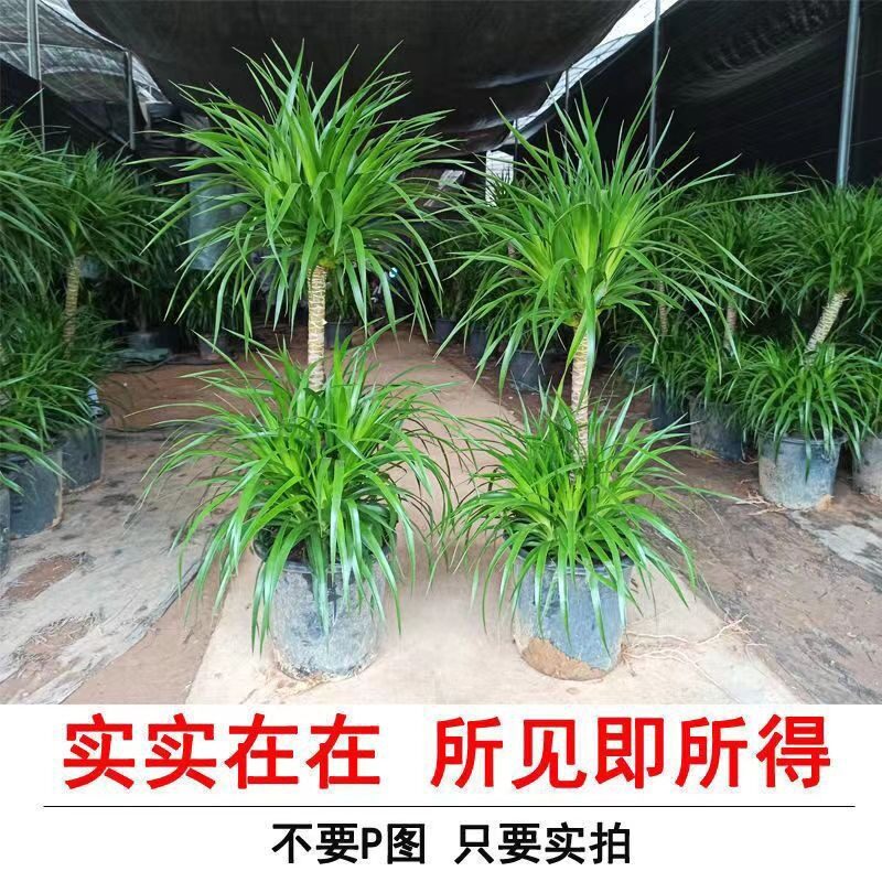 龙血树大型室内盆栽绿植多头龙须树客厅龙铁树花卉植物办公室盆景