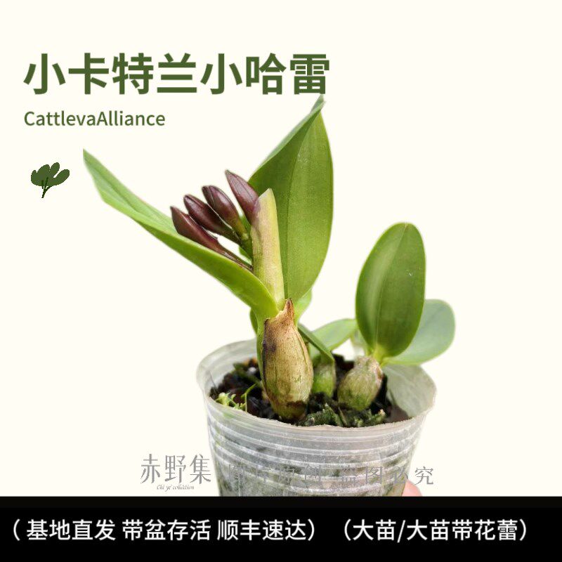 卡特兰花苗盆栽四季花p卉植物带常年开花不断室内绿植包邮好养花