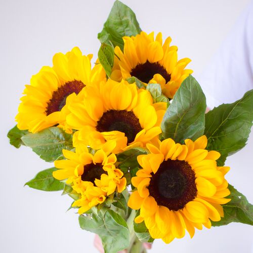 云南向日葵鲜花直送适用室内水培瓜子花插花装饰节日祝福花束