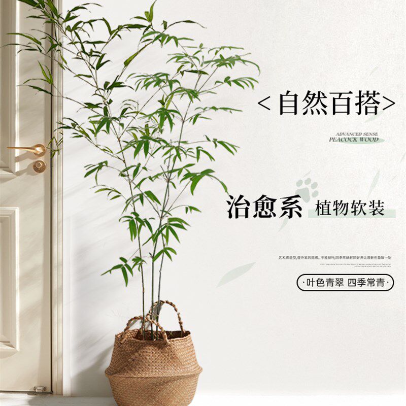 竹子盆栽室内大型绿植好养活四季客厅景观植物书房禅意盆景花卉树
