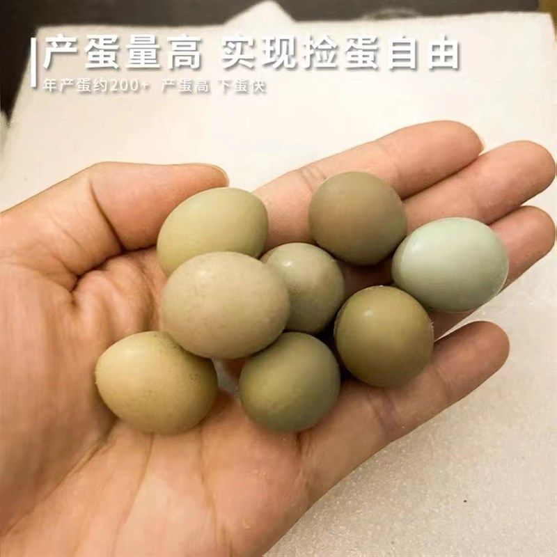 芦丁鸡种蛋受精可孵化蛋活苗全色系宠物观赏鸡蛋孵化当天下受精卵