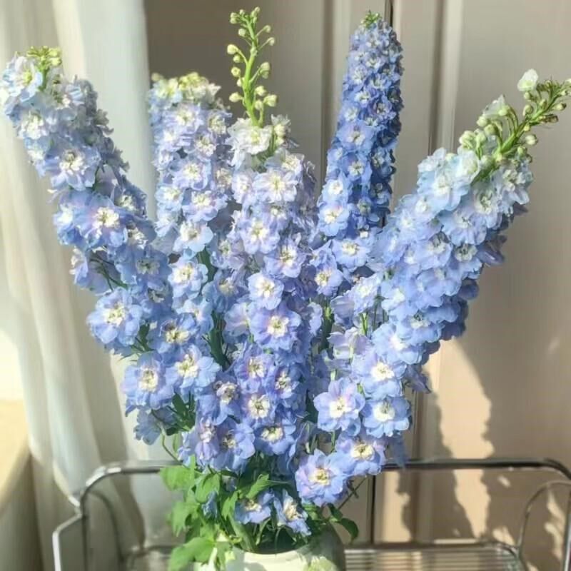 鲜切花大飞燕鲜花花束云南直发水培绿植大花飞燕草翠雀花鲜切枝