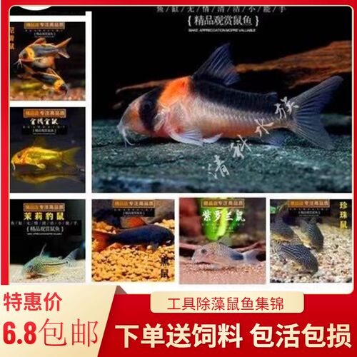 鼠鱼大全金线金鼠鱼工具鱼清道夫清洁工观赏鱼底栖鱼金苔鼠除藻鱼