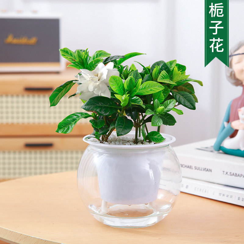水培植物富贵竹文竹金钱树白掌栀子花花卉绿植办公室客厅水培植物