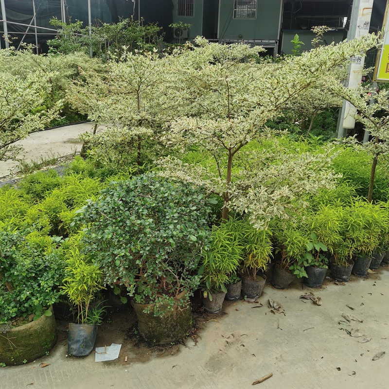 小叶榄仁盆栽绿化阳台花园庭院植物花叶榄仁非洲雨伞树造景大绿植
