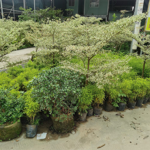 小叶榄仁盆栽绿化阳台花园庭院植物花叶榄仁非洲雨伞树造景大绿植