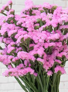 勿忘我大花束【买一束送一束】 鲜花风干花束家庭百搭干花花束生