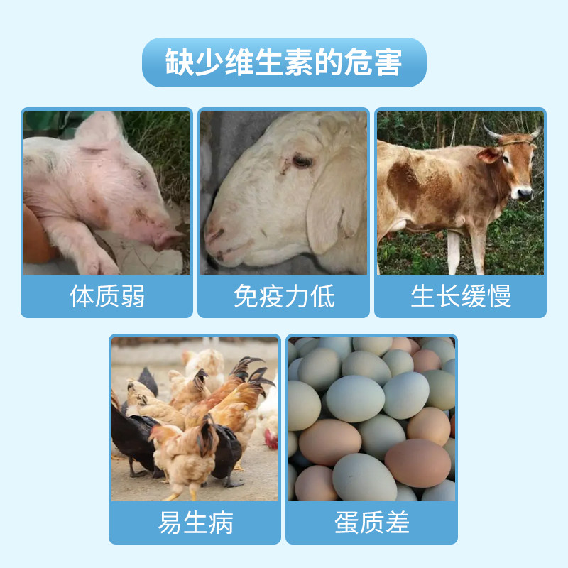 电解多维兽用维生素乌龟鸟鸡猪牛羊鸽用禽用多维电解质饲料添加剂