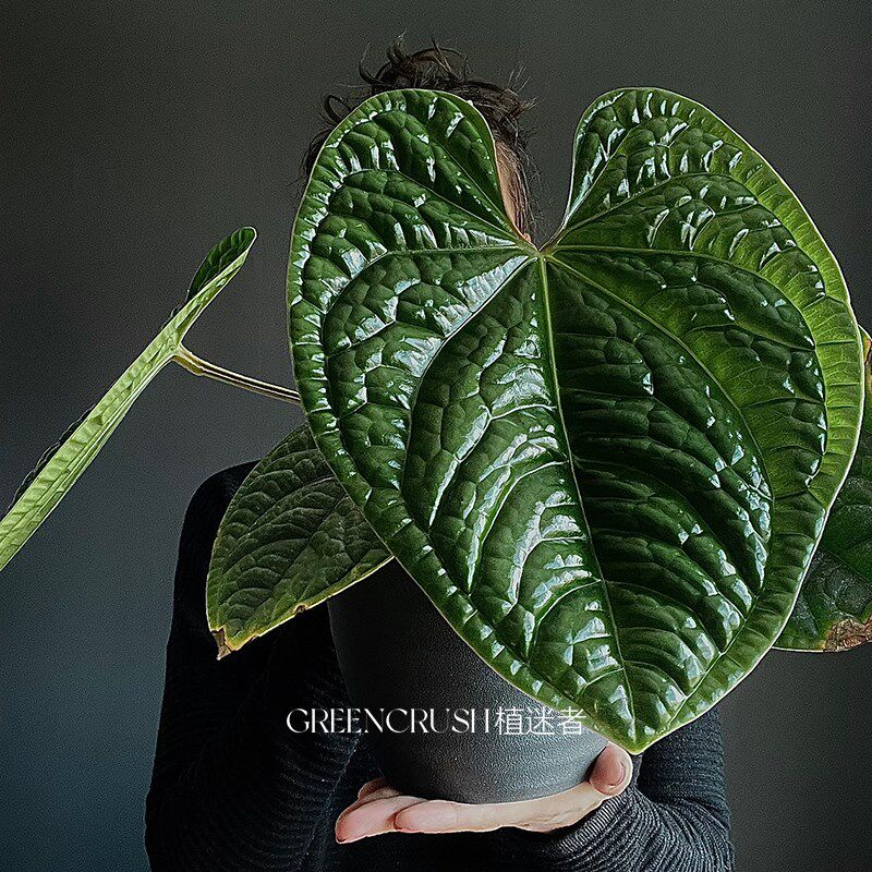 奢华花烛盆栽观叶绿植客厅阳台热带植物热植一物一拍植迷者