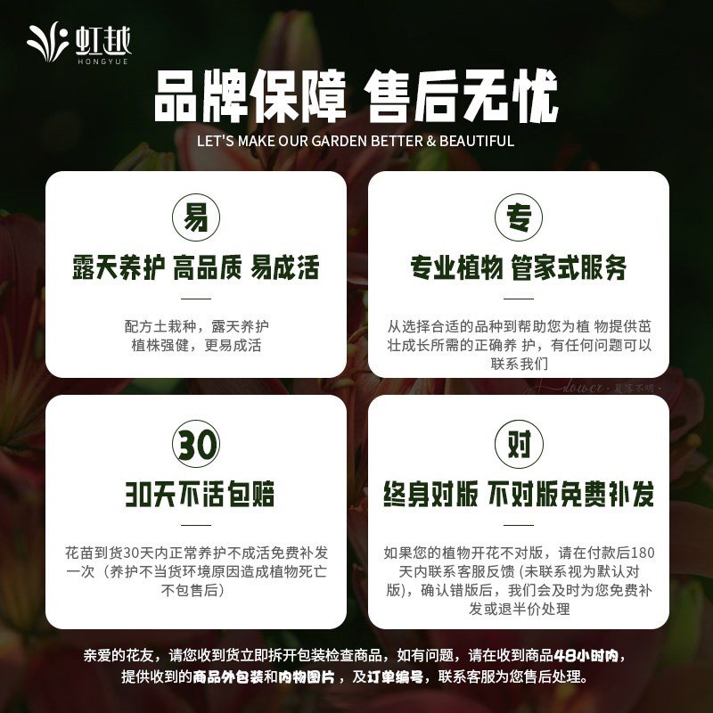 虹越可食用玫瑰花盆栽苗云南滇红墨红法国千叶紫枝玫瑰大朵可泡茶图片
