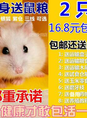 小宠物仓鼠公仔活物已打过疫苗金丝熊米熊奶牛熊情侣鼠一对送笼子