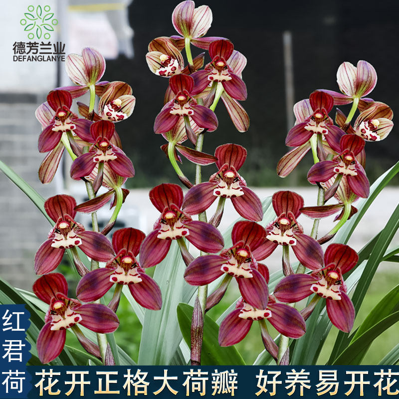 十大名贵特香兰花建兰红君荷带花苞发货室内客厅好养花卉绿植盆栽