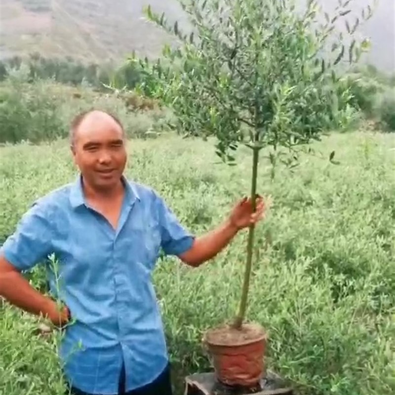 油橄榄树盆栽超大绿植室内大型真植物阳台庭院北欧绿植四季常绿