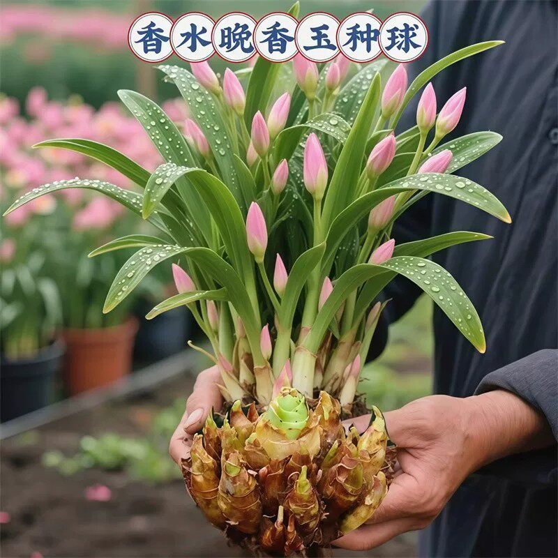 【下单立减50】多头重瓣晚香玉种球开花香夜来香庭院室内外_gj