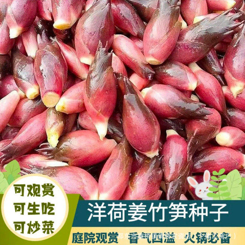 【下单立减50】食用洋荷芽种子阳菏四季蔬洋荷笋洋霍阳合荷洋_YZ