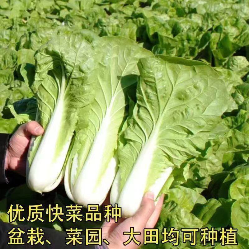 【下单立减50】小白菜奶油快菜种籽春秋冬花盆庭院种植快菜种_gj