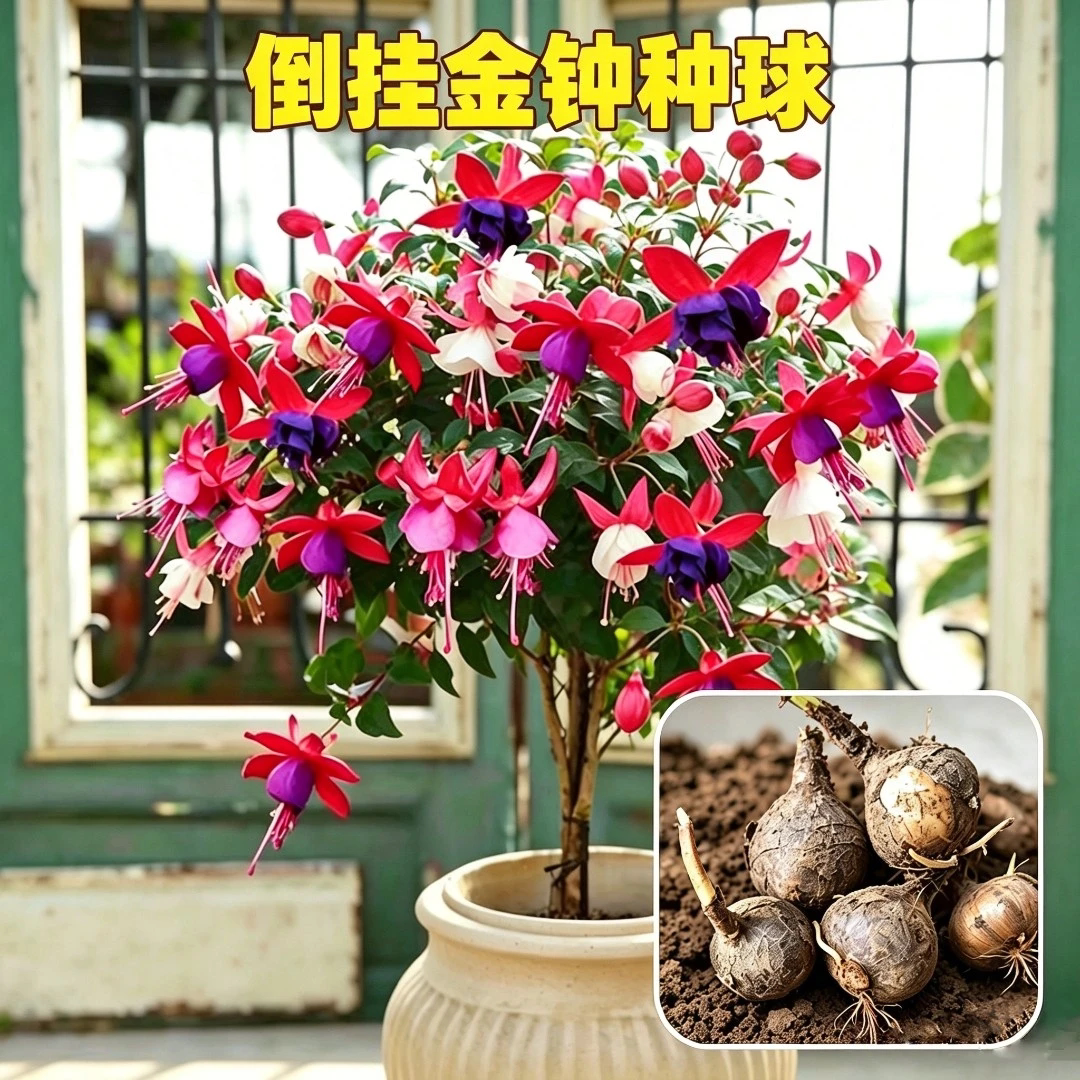 【下单立减50】八月新种!混色倒挂金钟种球庭院阳台盆栽花卉YZ