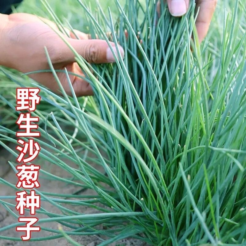 【下单立减50】沙葱种子胡葱种子耐旱四季韭葱香葱盆栽阳台菜_gj