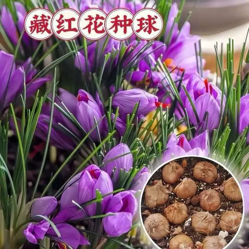 【下单立减50】藏红花种球室内外阳台庭院好养花卉绿植盆栽JK