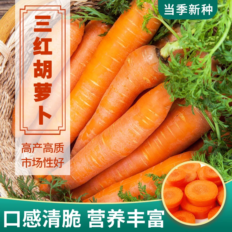 【下单立减50】萝卜红萝卜四季秋冬蔬菜农家胡萝卜种孑_gj