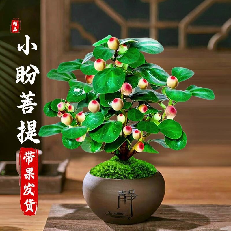 【下单立减50】带多果实小盼菩提盆栽精品禅意植物室内绿植YZ