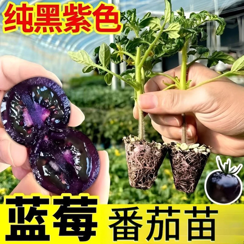 【下单立减50】黑色小番茄秧苗番茄苗子适合阳台小院种植_gj2