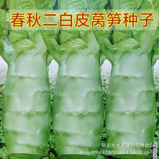 【下单立减50】罗汉莴笋种籽圆叶粗壮鸡腿莴笋四季耐热蔬菜种_YZ
