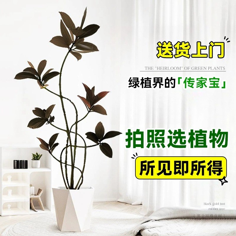 黑金刚橡皮树室内客厅造型大型绿植办公室客厅氛围植物网红橡皮树