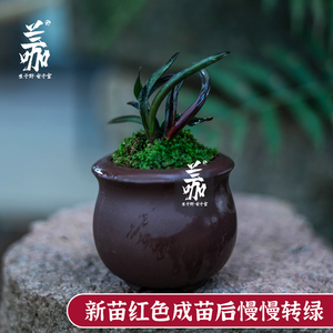 珍袖名贵迷你矮种建兰红草行龙奇叶四季兰花名贵送礼植物精品盆栽