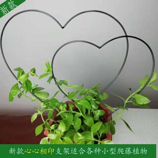 山乌龟爬藤架龟甲龙植物固定花架爱心圆形造型创意金属铁艺支架