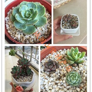 天然粗河沙粗砂多肉铺面石头粗沙子颗粒种植花用河砂土鱼缸底沙石