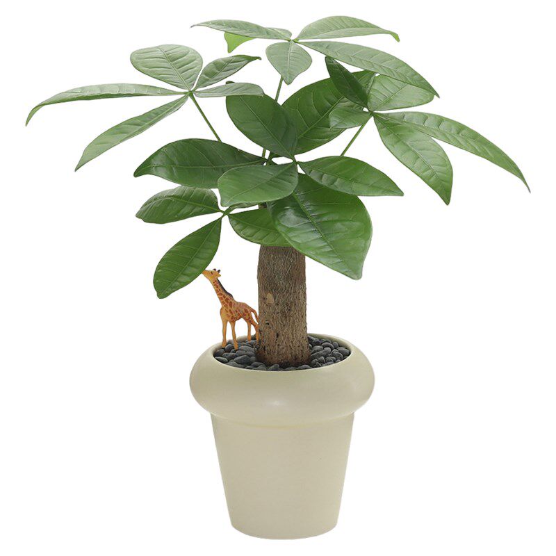发财树盆栽室内好养花卉植物净化空气绿植四季常青办公桌茶几盆景