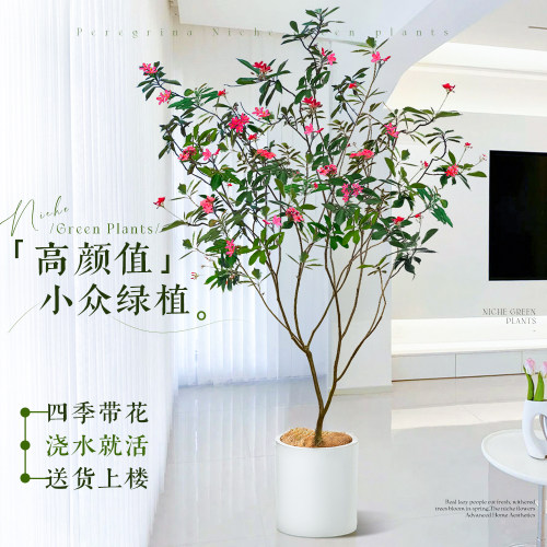 琴叶珊瑚盆栽客厅大花盆办公室内好养落地式大型绿植四季常青植物