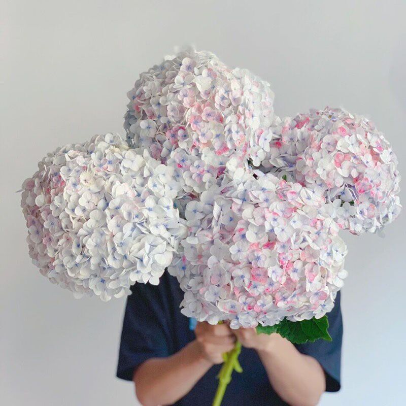 自然色彩油画莫奈绣球花浅雨星蓝鲜花家居插花水养节日送花百搭