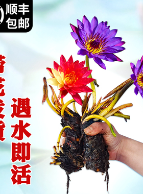 睡莲水培植物大根块池塘睡莲花四季莲花水养花卉睡莲根茎荷花带花
