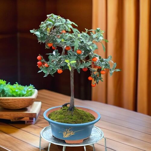 金弹子盆栽绿植桌面花卉老鸦z柿子植物阳台客厅室内花卉观果挂果