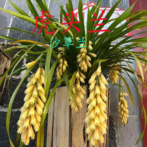 云南鲜花虎头兰沙草兰花盆栽室好养易活绿植花卉四季常青乔迁新居