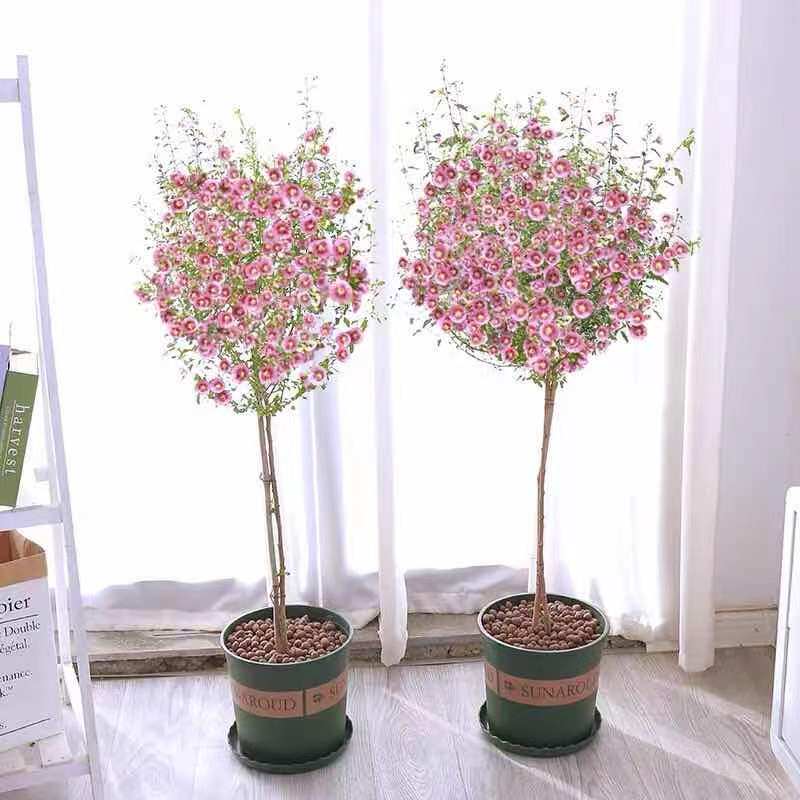 小木槿花苗盆栽带花棒棒糖阳台庭院花园耐热花卉植物多季开花爆盆