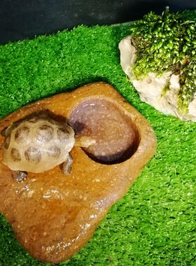 乌龟晒台爬台带饮水槽食盆 爬宠陆龟饲养箱水盆 蜥蜴守宫蛇喂食器