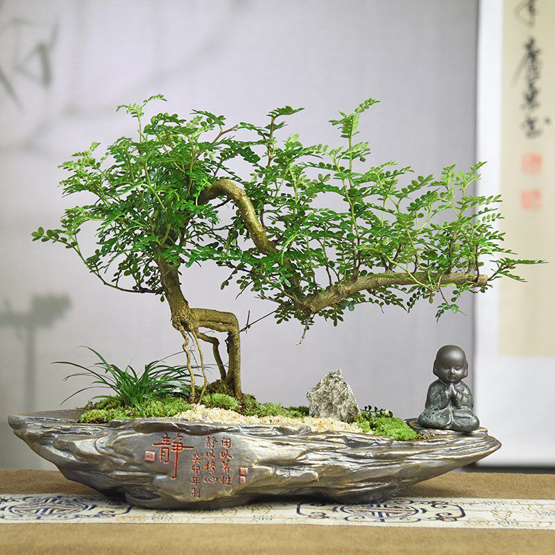 禅意/意境 飘枝清香胡椒木盆栽造型中式古风植物室内观赏盆景绿植
