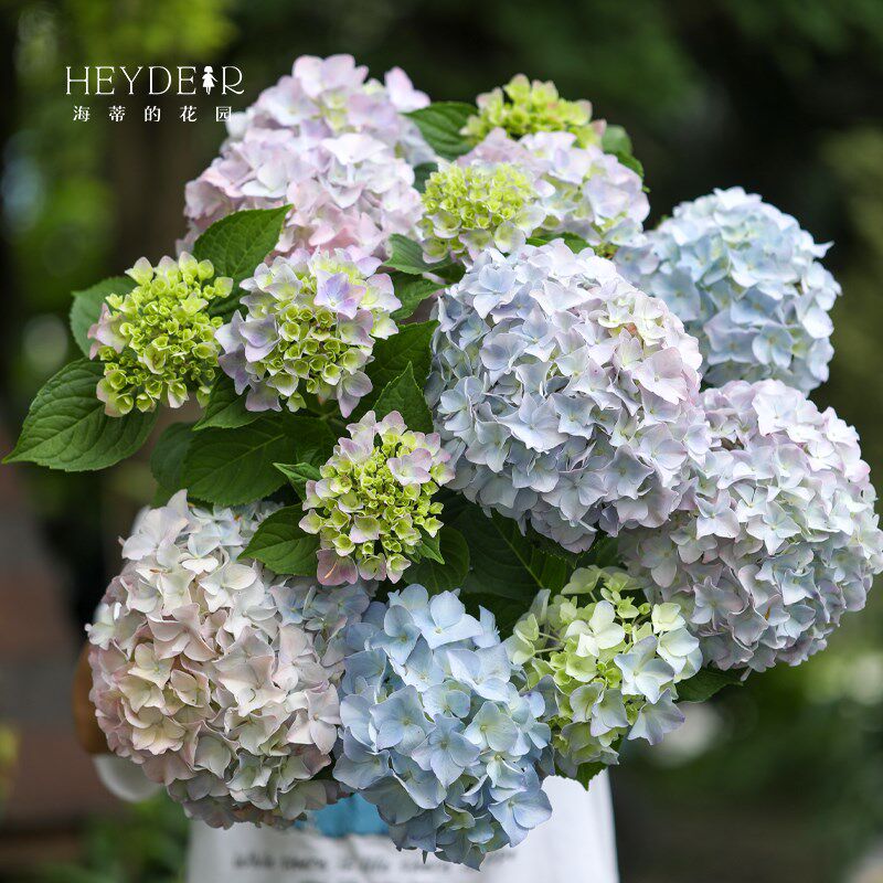 海蒂的花园姹紫嫣红新品渐变花色大花绣球阳台庭院花卉植物盆栽苗