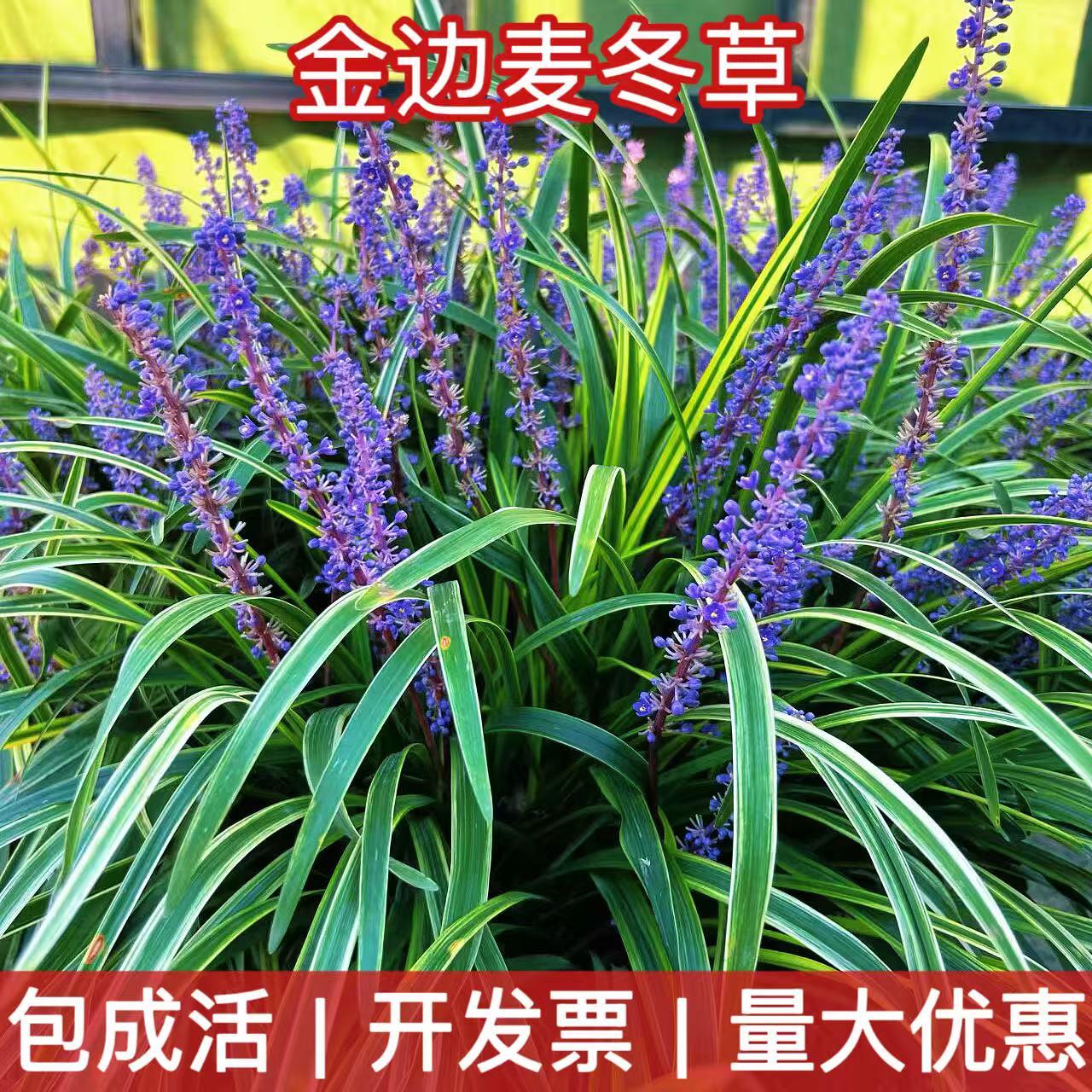金边麦冬草玉龙草绿化四季常青图片