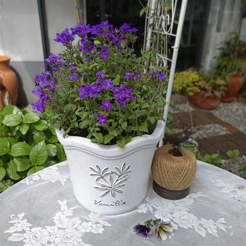 红陶做旧把柄兔子 花边香草 友盆花 粗陶花盆 花卉绿植 庭院 阳台