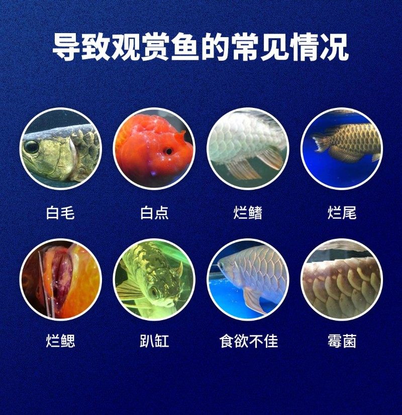 仟湖康净源水质护理硝化细菌鱼缸净化水质稳定剂大瓶装水族用品