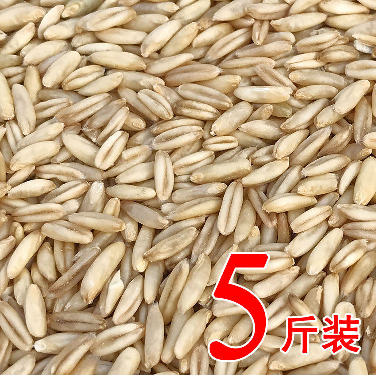 燕麦米 鸟食 鸟粮 雀麦 野麦 燕麦仁 虎皮鹦鹉 牡丹玄凤吃 5斤图片