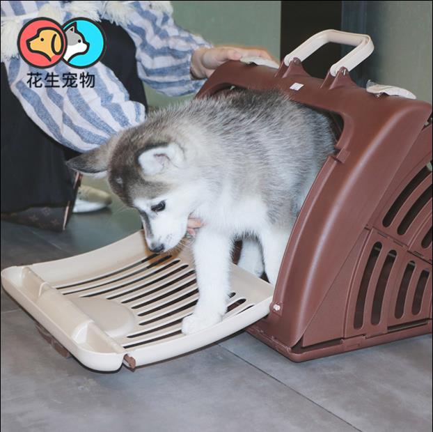 箱航空箱猫箱猫包宠物外出背包猫窝猫笼狗外出箱可折叠隔尿板尿片