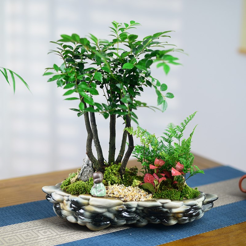 小叶紫檀盆景多杆组合艺术盆栽室内办公茶室桌面绿植四季盆栽送礼