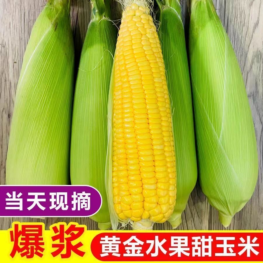 【新鲜现摘】玉米甜脆可生吃整箱9斤带皮黄金爆浆苞谷水果甜玉米